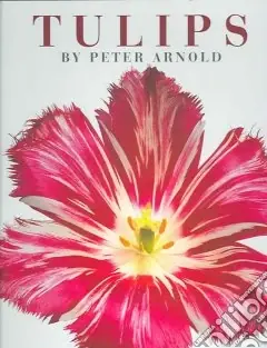Tulips Sconto